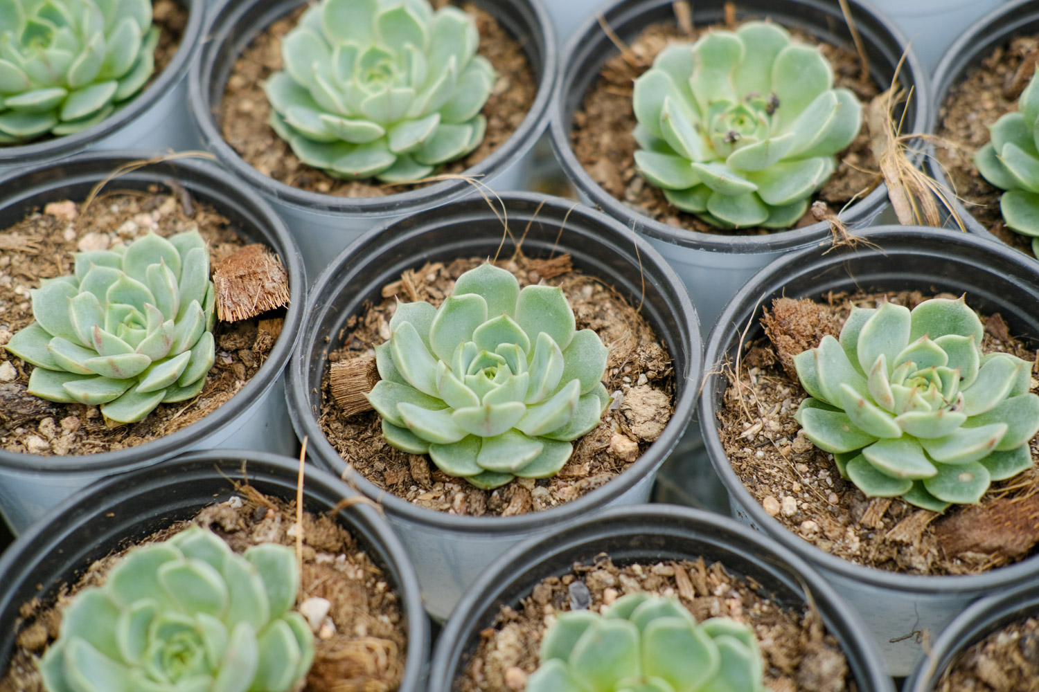 多肉植物图片- 爱花卉网